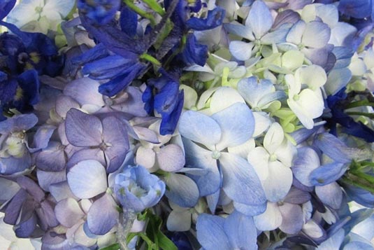 Blue/Purple Flower Gallery